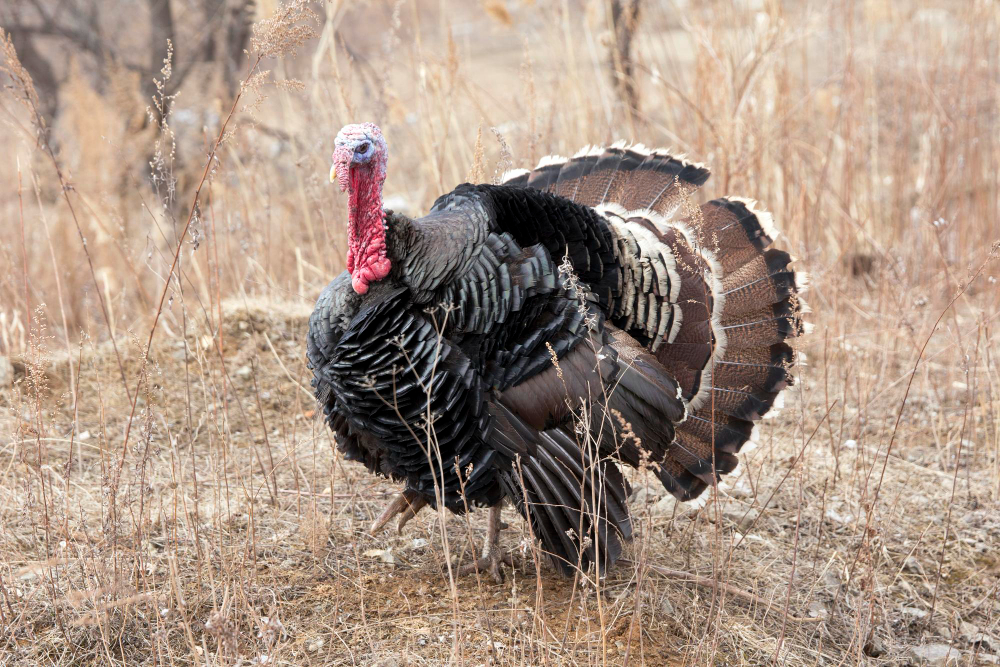 Identifying Sex and Age of Turkeys for Successful Hunts