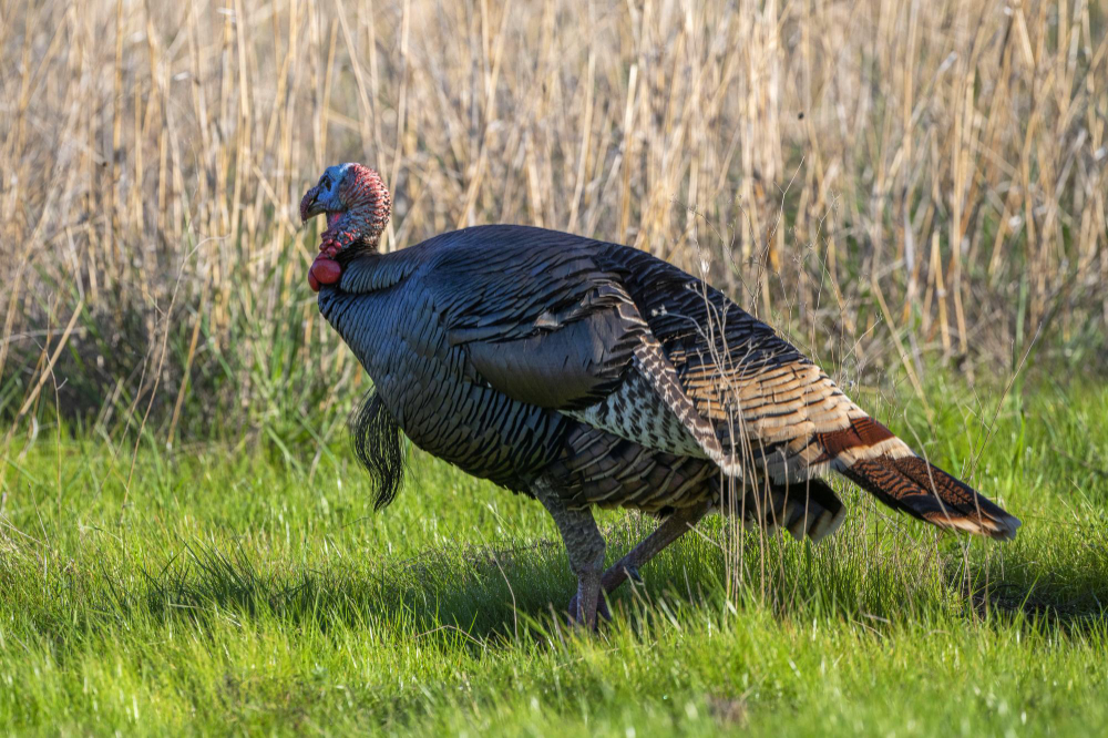 Why Turkey Hunts Are So Exciting