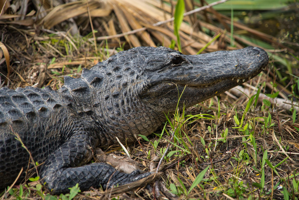 Exploring the Allure of Gator Hunts in Orlando with Switchgrass