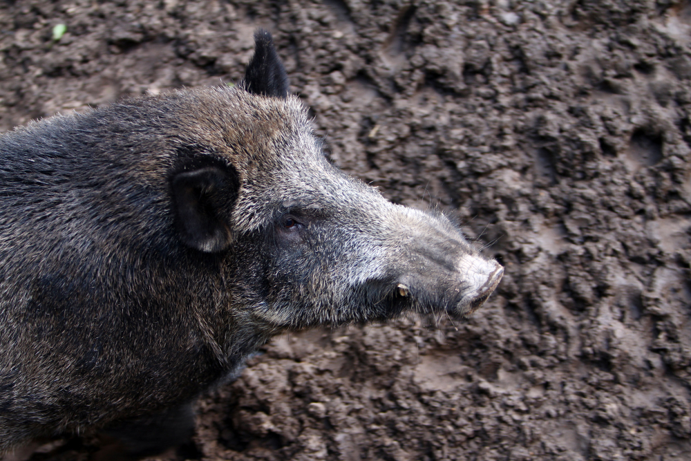 Recommendations for Your Next Hog Hunt in Orlando, FL