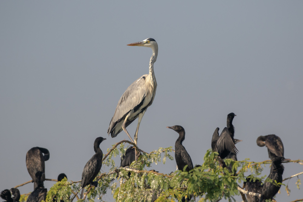 Discover the Birds to Expect on an Orlando Airboat Tour