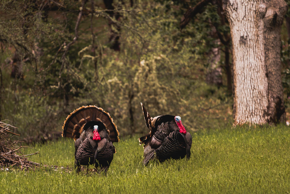 Top Tips for a Successful Turkey Hunt