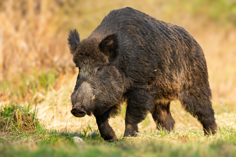 Understanding Hunter's Licenses for Wild Hog Hunts