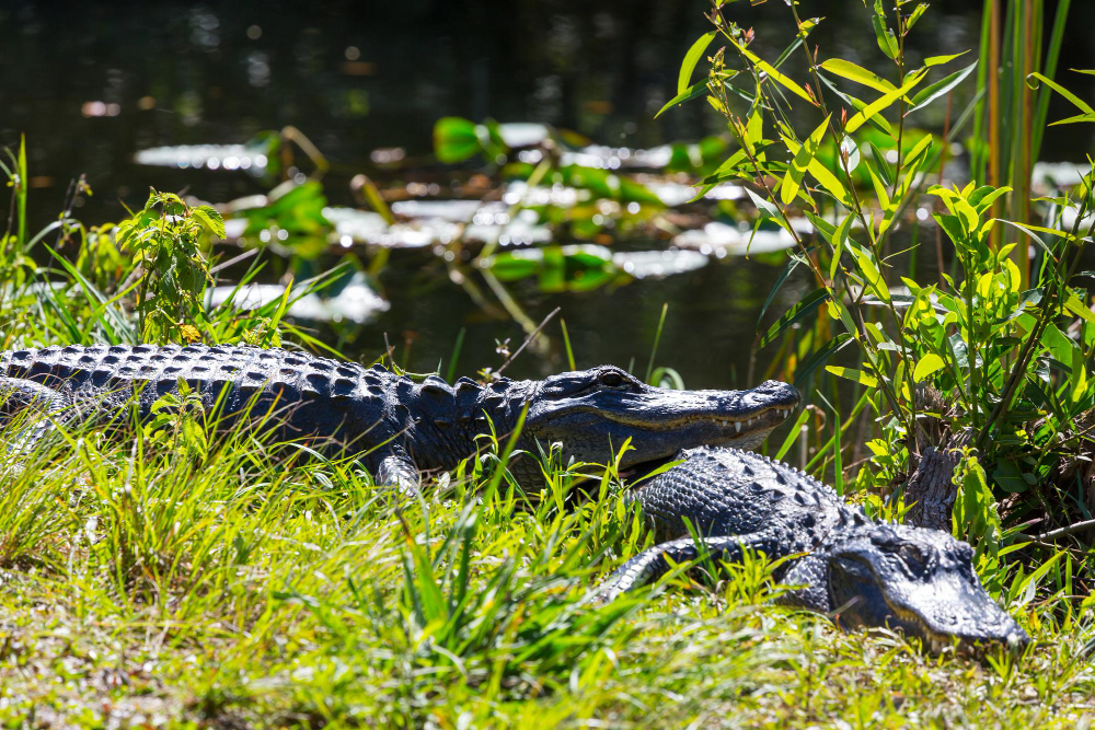 Safe & Responsible Gator Hunting Guide in Orlando, FL