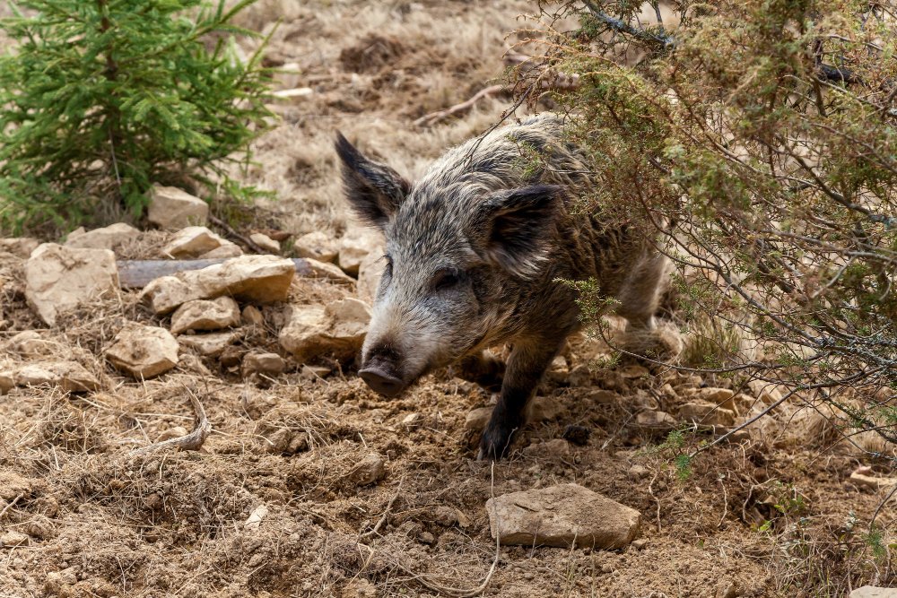 Why Switchgrass Outfitters Is Perfect for Your Next Hog Hunting Trip