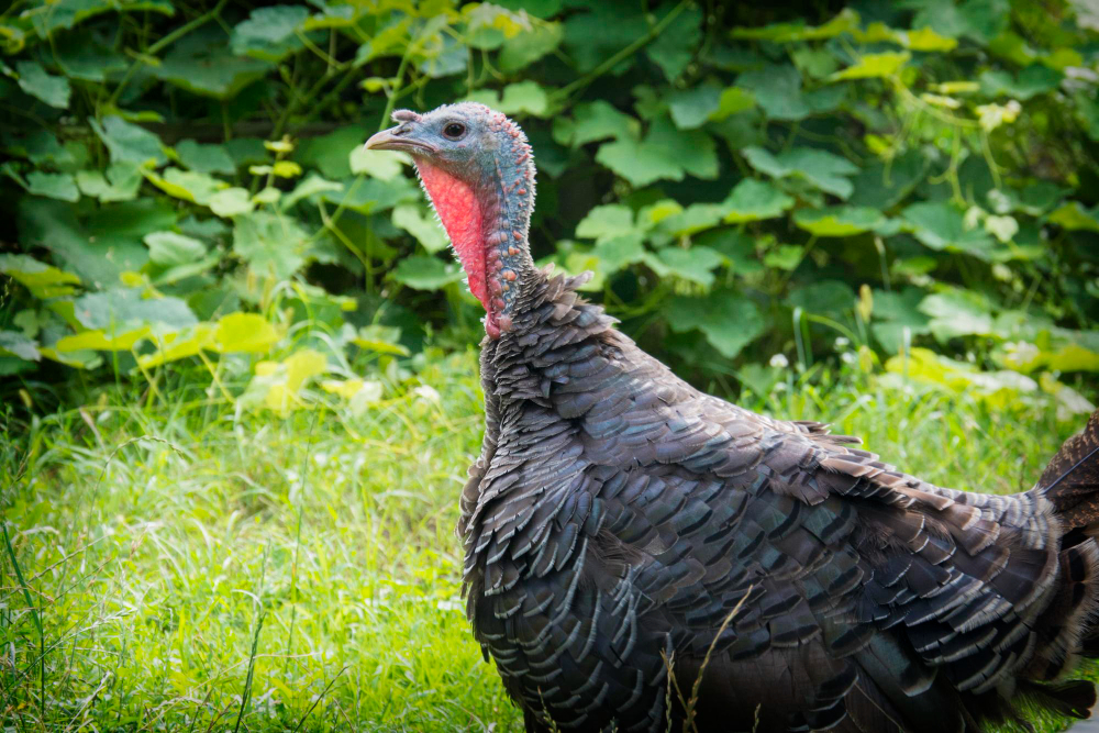 Mastering the Art of Turkey Hunting in Orlando, FL