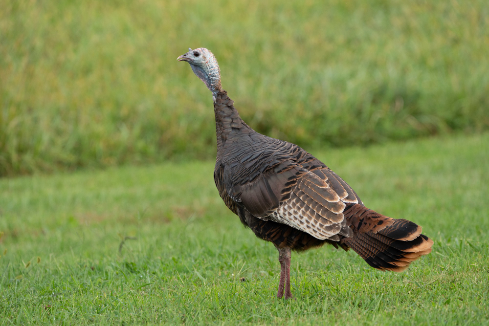 Important Turkey Hunting Success Tips