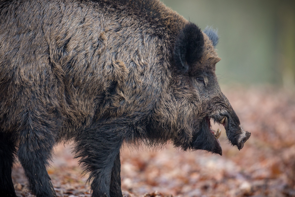 A Seasonal Guide to Thrilling Hog Hunts