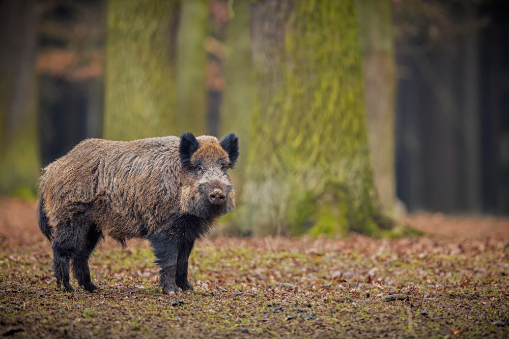 A Beginner's Guide in Hog Hunting