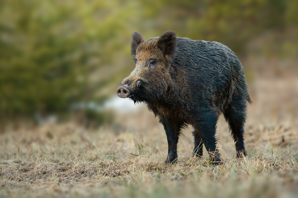 Hog Hunting Tips for First-Time Hunters