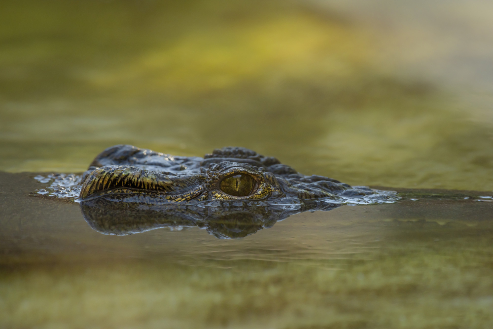 Unveiling the Thrill of Gator Hunts in Orlando, FL