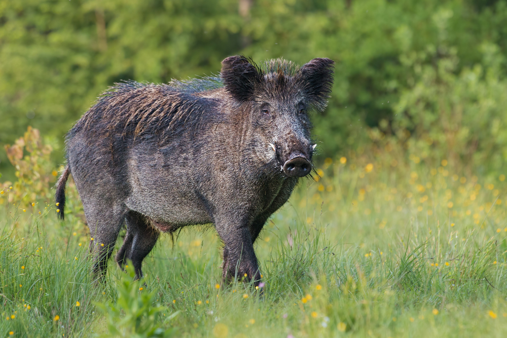 Best Practices for a Successful Wild Hog Hunt