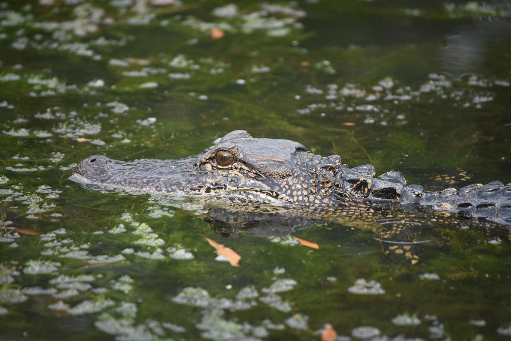 Exploring the Wonders of Marine Life on Airboat Rides in Orlando, FL