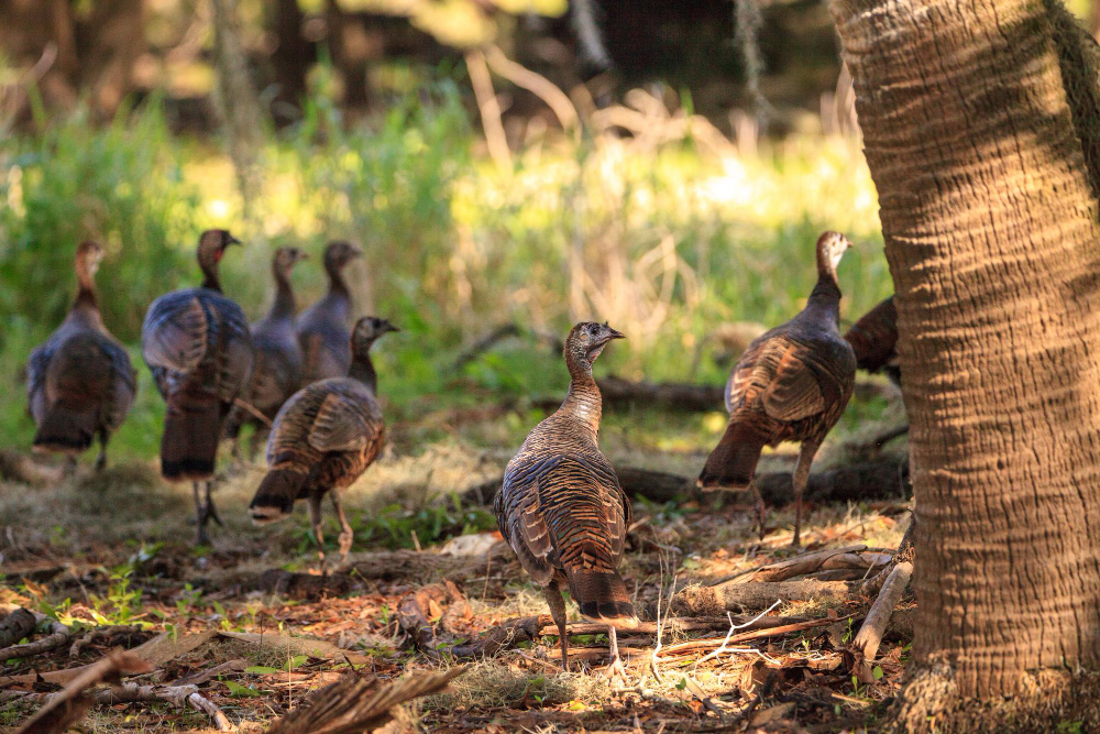 Top Tips to Ensure Success in Turkey Hunting