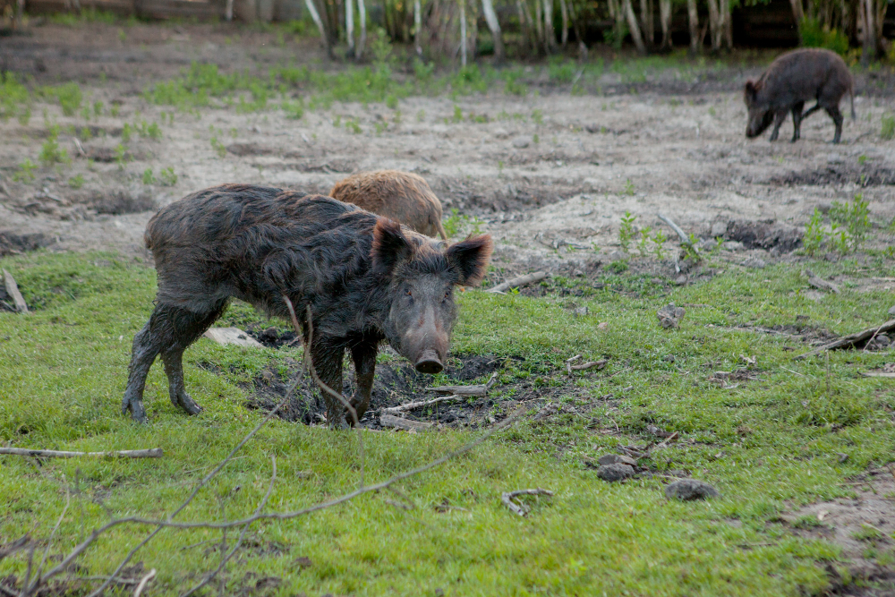 The Ultimate Guide to Hog Hunts in Orlando, FL