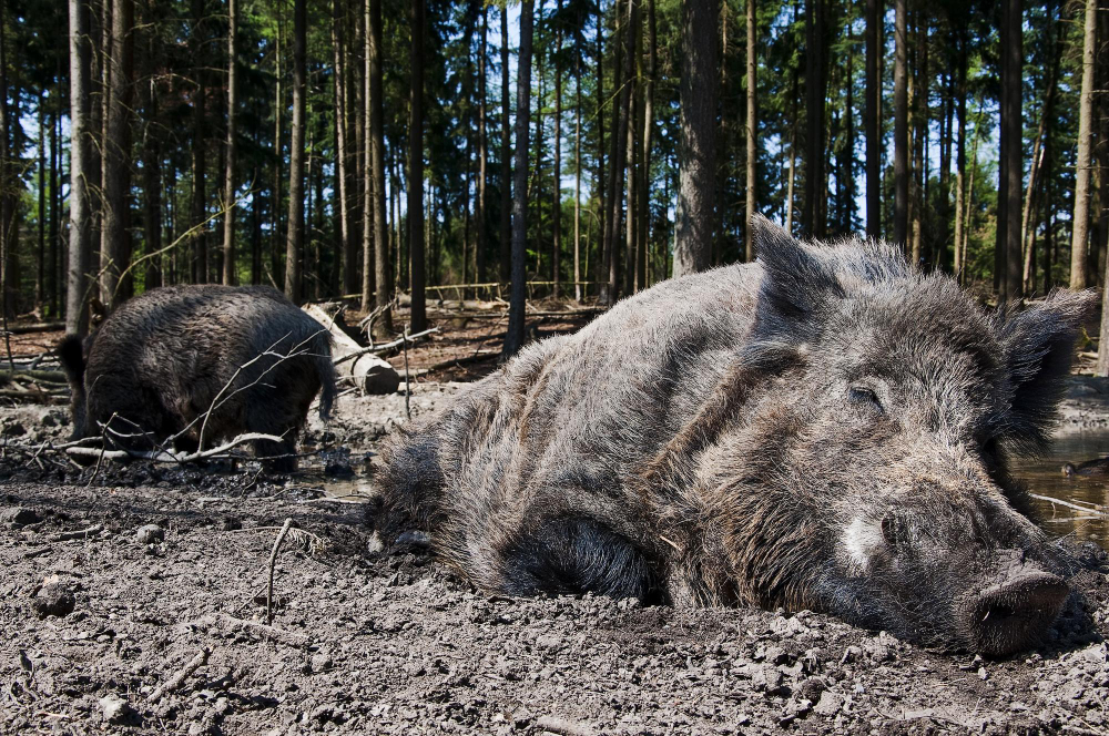 Top Reasons to Give Wild Hog Hunts a Try