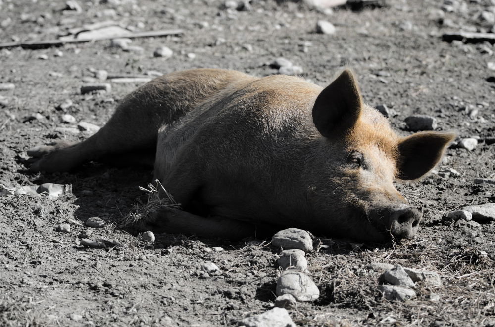 Importance of Planning Your Hog Hunt