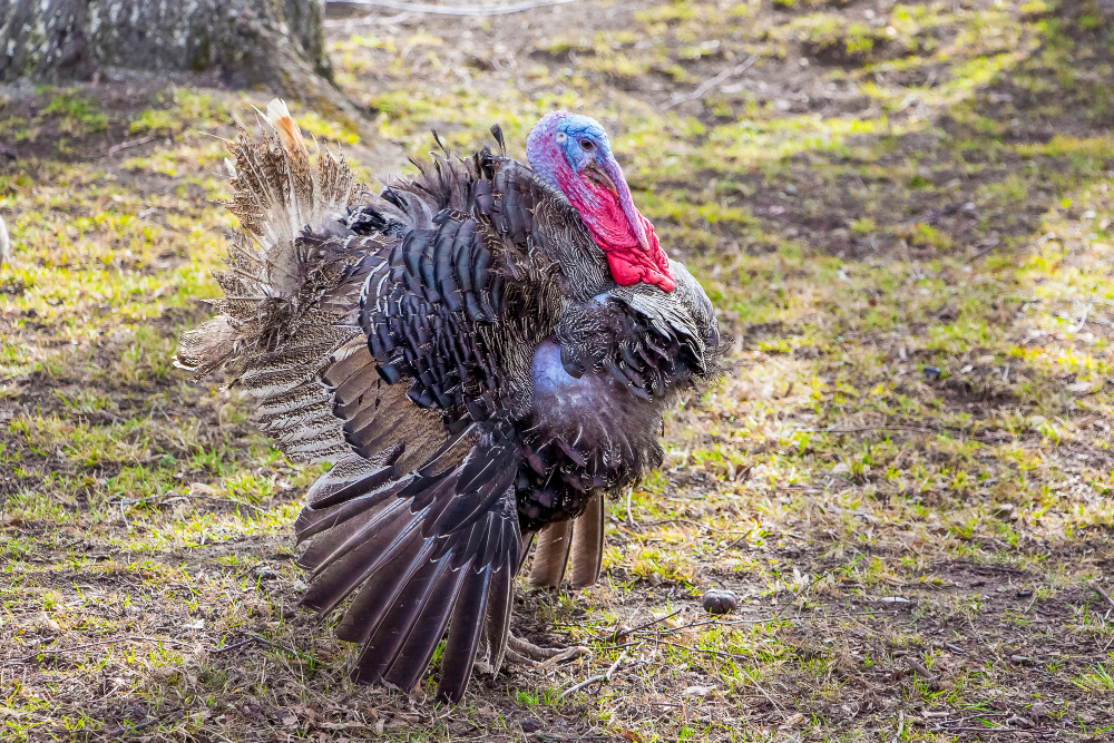 How to Attract Turkeys on Your Next Hunting Trip