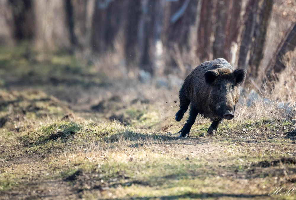 The Best Place for Wild Hog Hunting in Orlando, FL