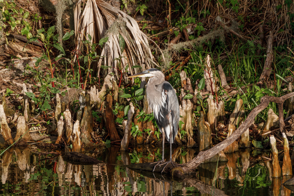 Birds You’re Likely to Spot on Airboat Rides in Orlando, FL