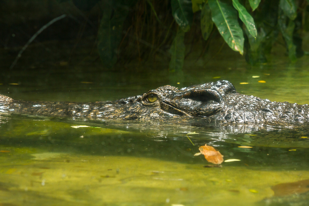 How to Hunt Alligators