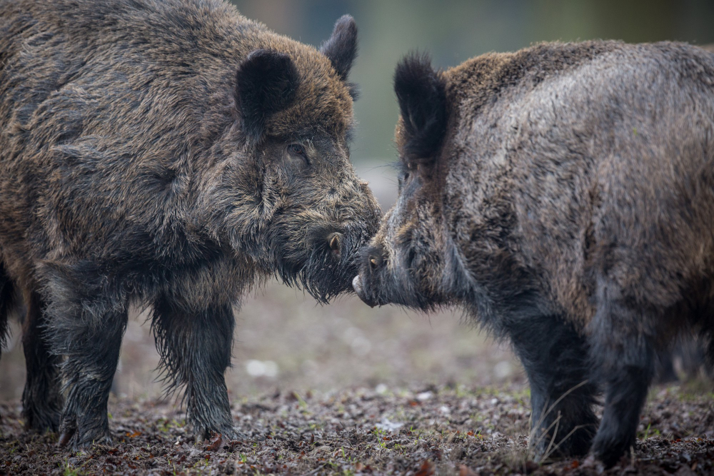 Planning Your Next Wild Hog Hunting Trip