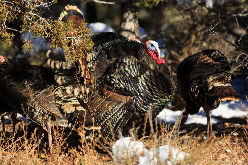 Essential Guide to Turkey Hunting Gear and Training