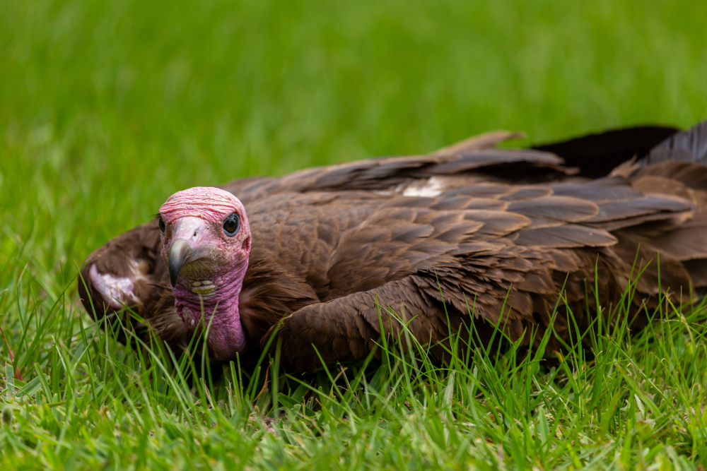 Mastering the Art of Turkey Hunting in Orlando, FL