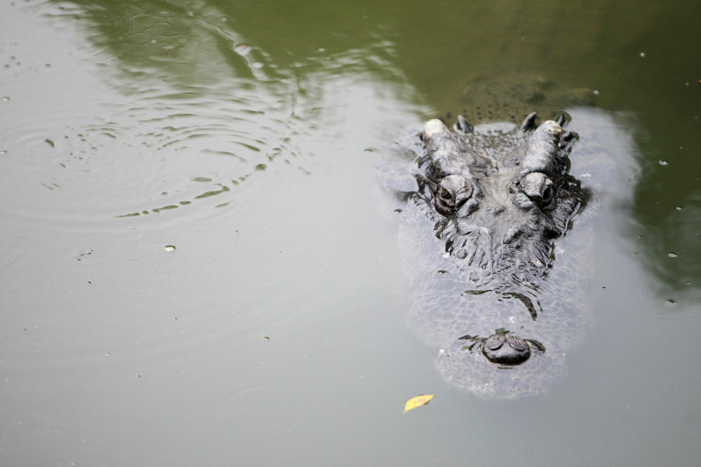 The Ultimate Guide to Alligator & Crocodile Preservation in Orlando, FL