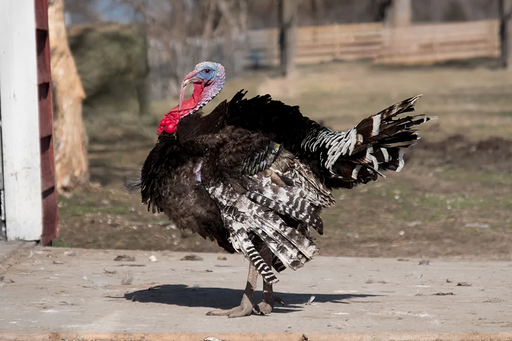 Master Turkey Behavior for Successful Hunts