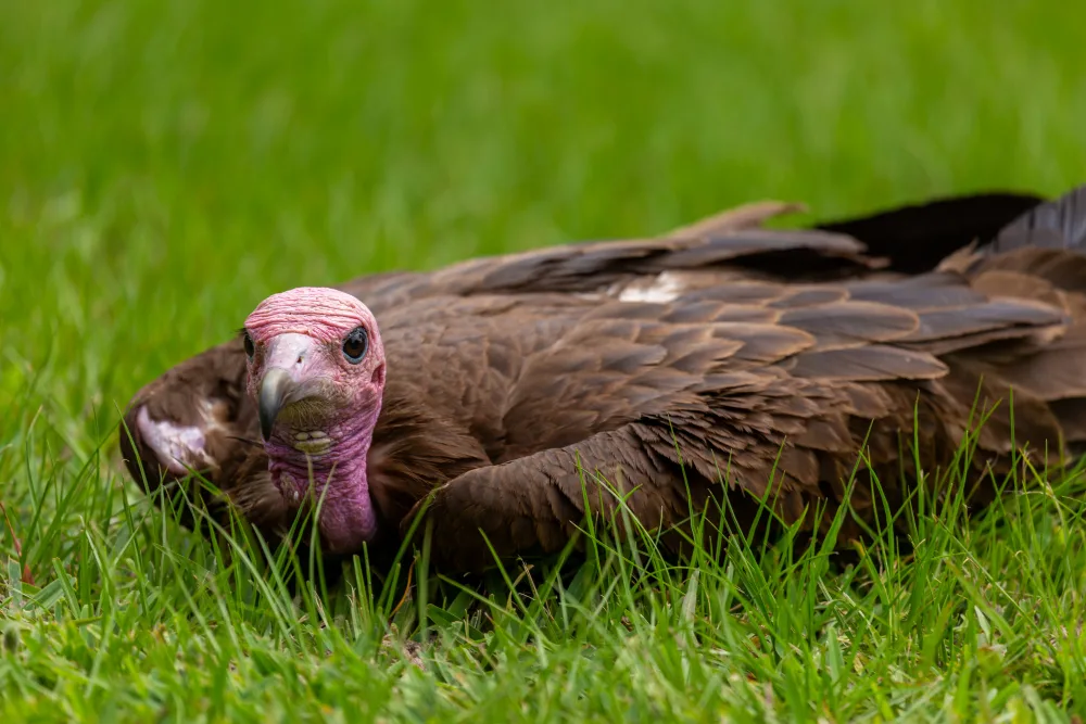 Mastering the Art of Turkey Hunting in Orlando, FL
