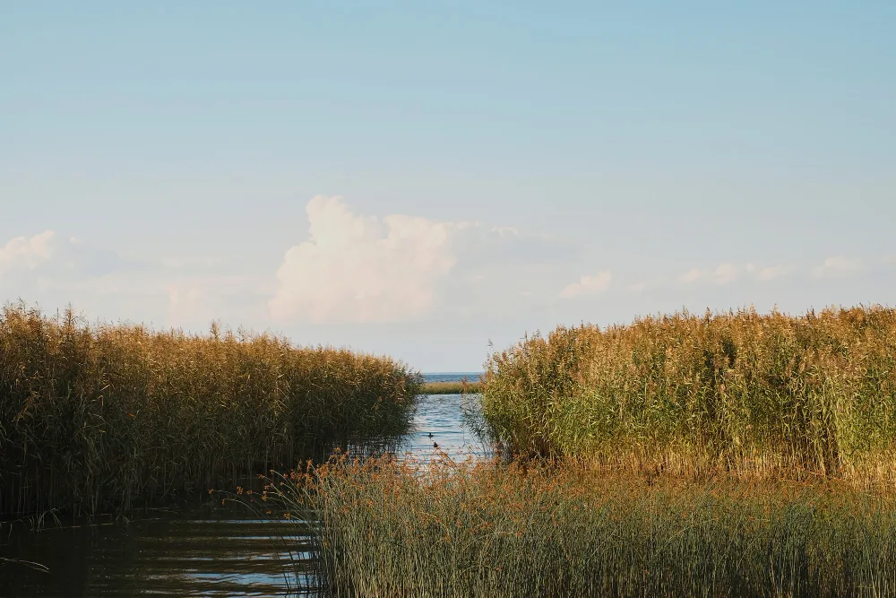 Perks of Going on Airboat Rides in Orlando, Florida