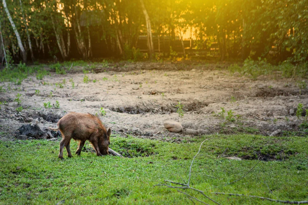 Hog Hunting: Conservation's Unsung Hero