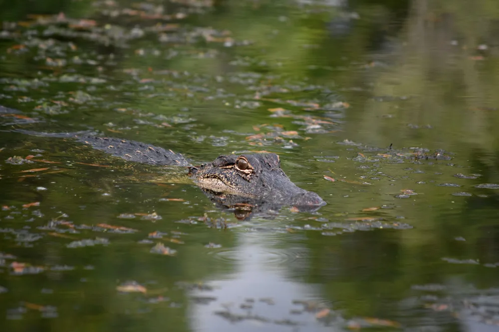How to Safely Hunt and Dispatch an Alligator
