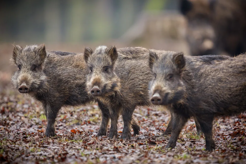 Steps for Success on a Wild Hog Hunt
