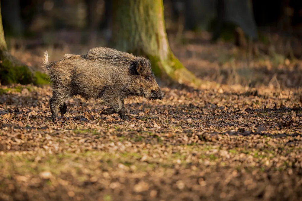Setting Up for a Successful Wild Hog Hunt