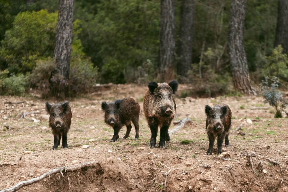 Introduction to Hog Hunting
