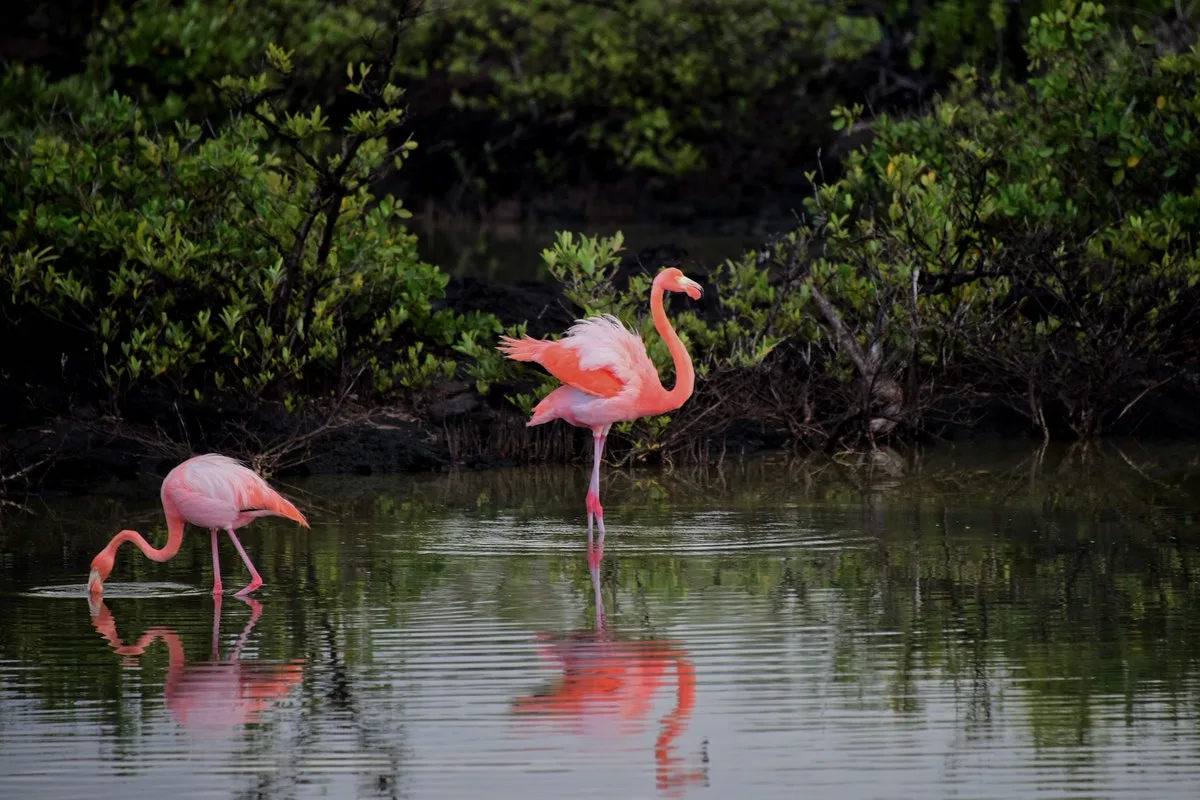 Five Facts about the Florida Swamps