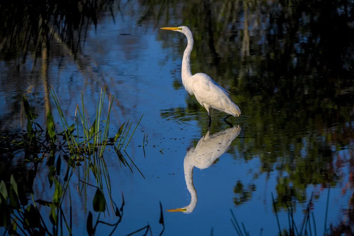 Wild Animal Encounters on Airboat Rides: What to Expect