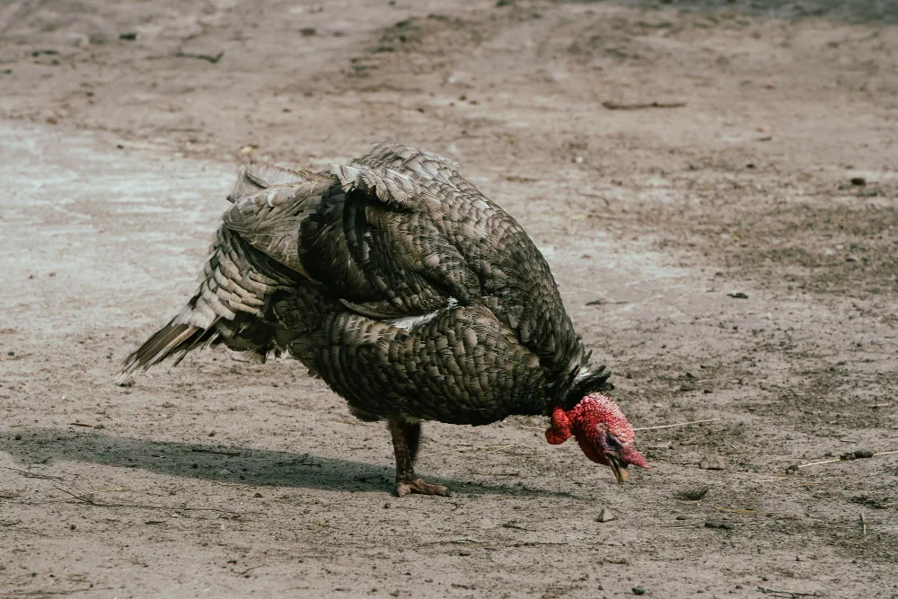 How to Identify Turkey Tracks, Droppings, and Roosting Spots