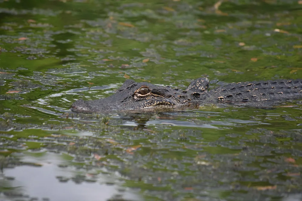 Alligators on the Water: What to Expect During an Airboat Ride