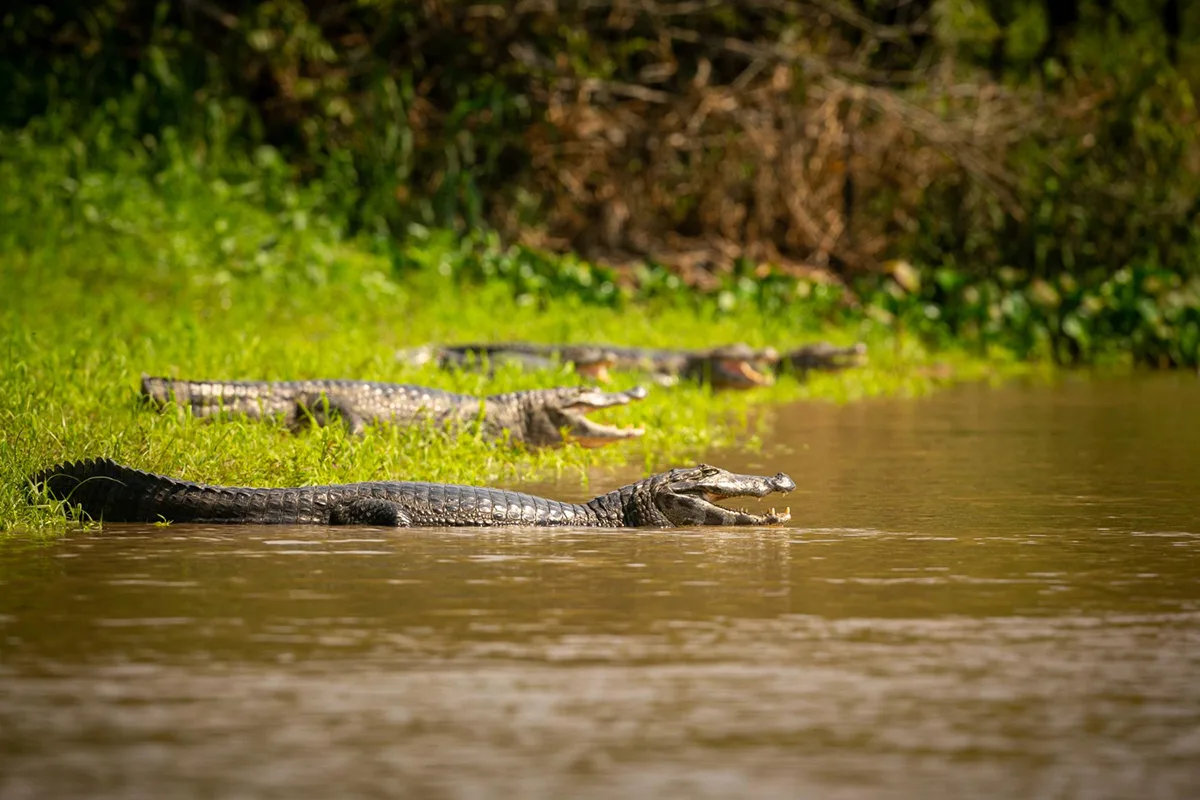 The Facts About Alligator Hunting and Alligator Protection