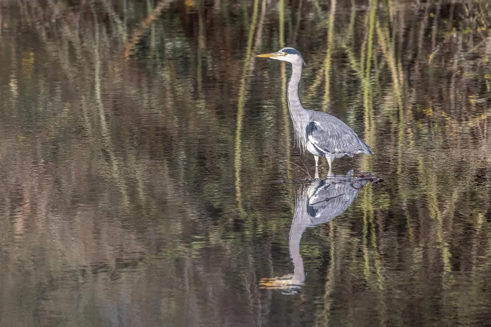 Discover the Wildlife Wonders of Florida with Airboat Rides