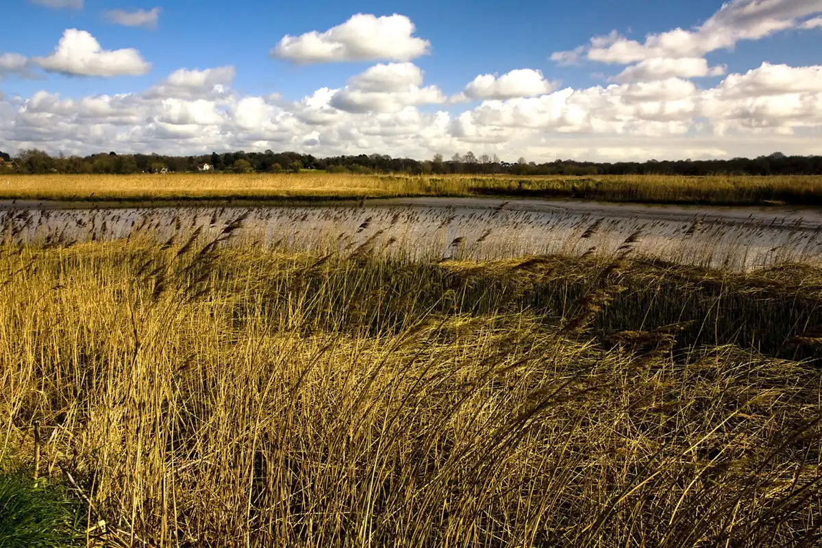 Everything You Need to Know Before Booking an Airboat Ride