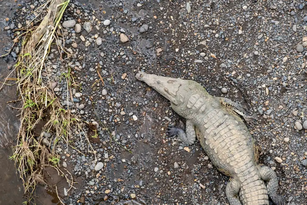 Harvest Your Own: Alligator Hunts in Orlando, Florida FAQ