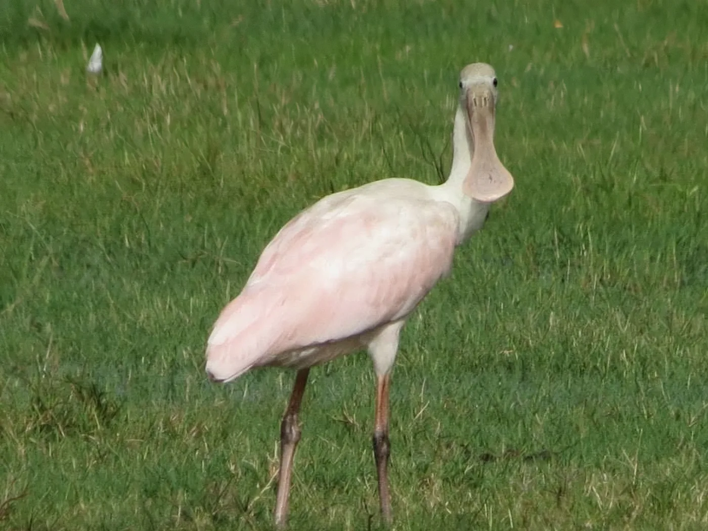 The Best Birding Near Orlando Is From an Airboat