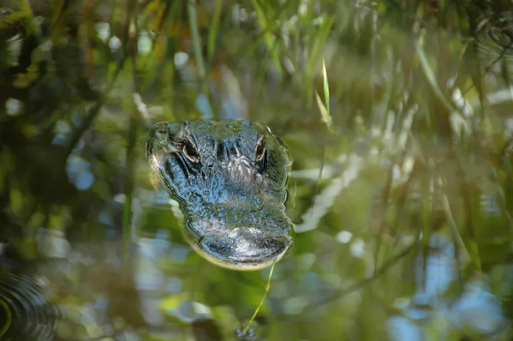Your First Gator Hunt: A Complete Beginner's Guide