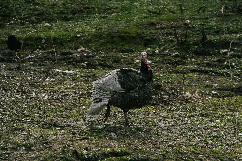 Turkey Hunting: Spot-and-Stalk vs. Blind