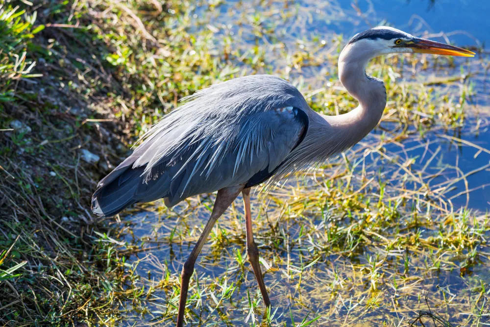 Top Wildlife You'll See on a Florida Airboat Tour