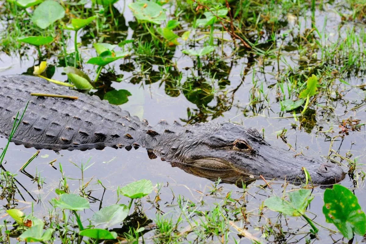Interesting Animals You Can Spot in the Florida Everglades
